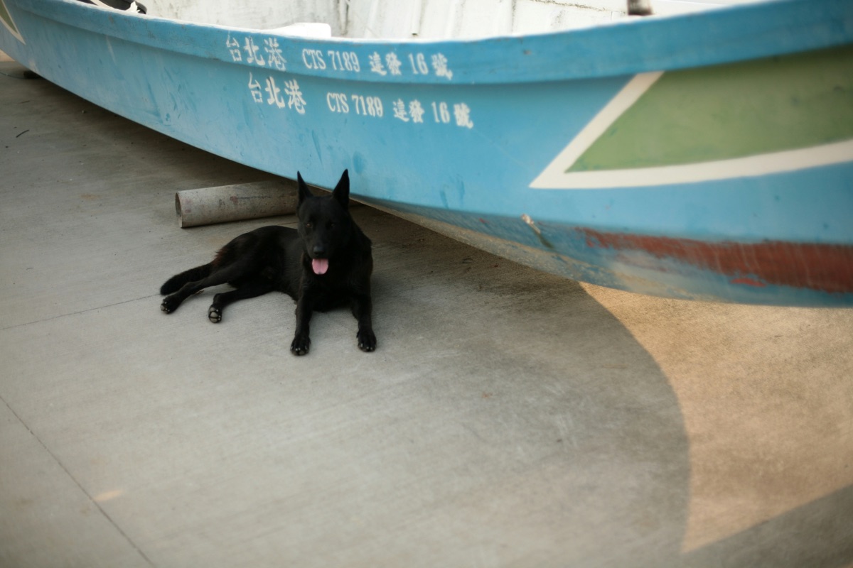 Pet owner traveling comfortably with dog on European ferry, showing pet-friendly accommodation options